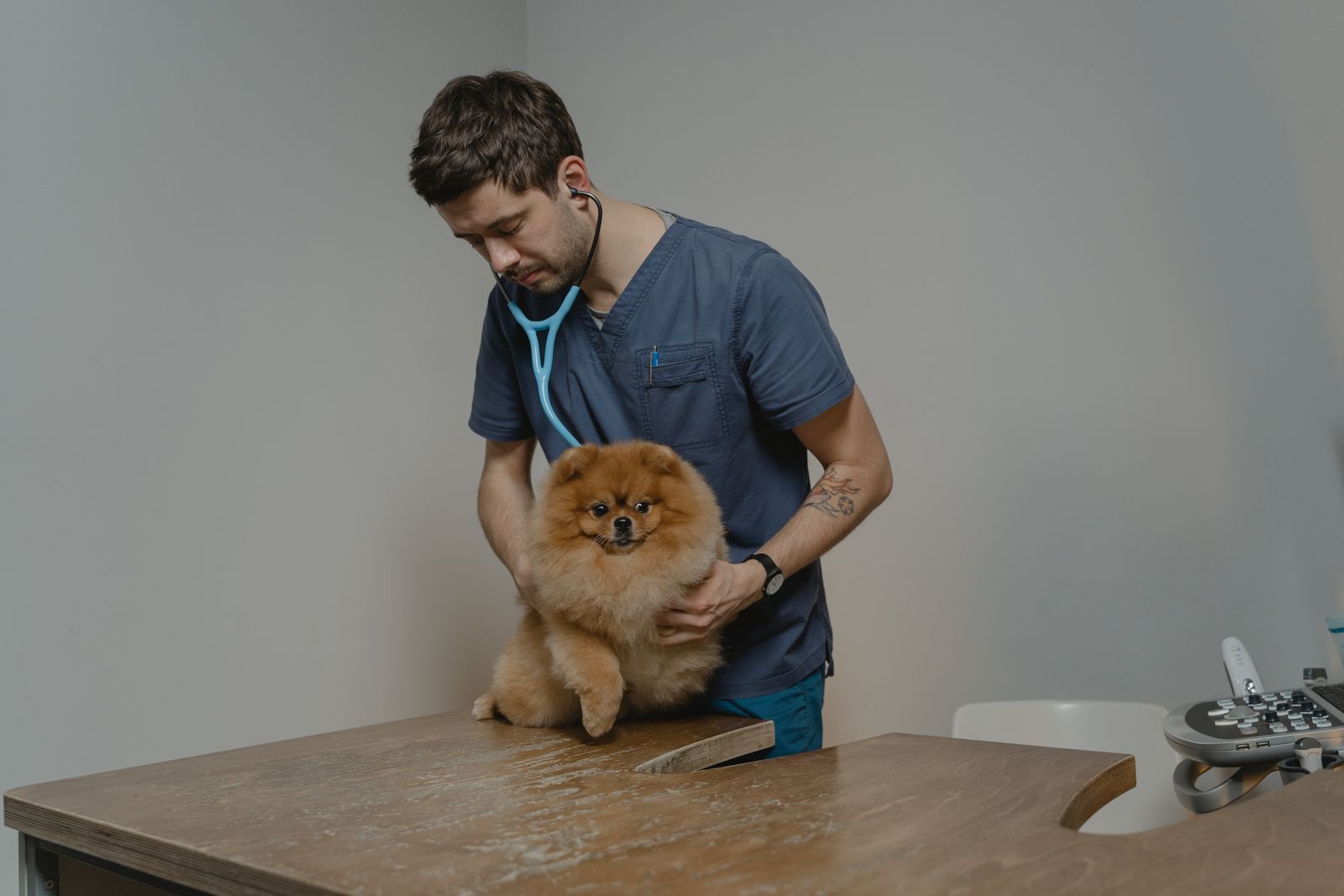 A vet examining a dog in the exam room